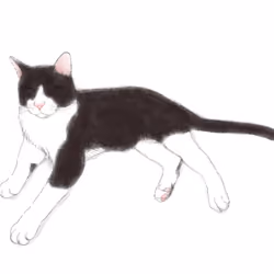  sleeping cat