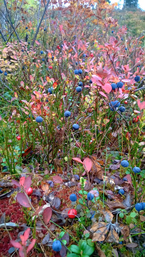 Item #52895557054077878382104802534352742176621658292506660955636510183067565948929 Media