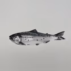 #trout2022