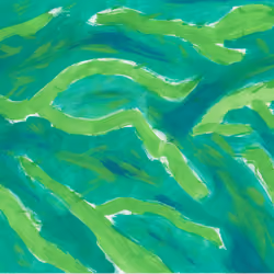Algae