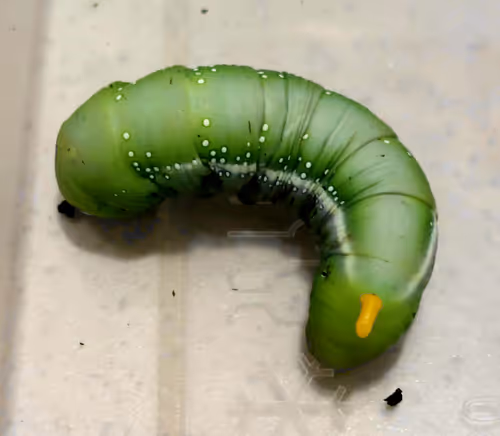 Item #48626926253178209248221574230900298417902393901196969408260061718241527988225 Media