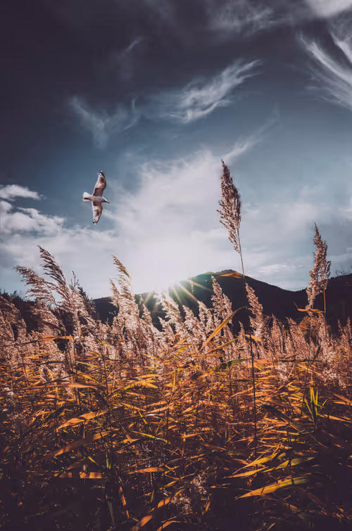 Item #96927138123694371990624378573919196862016558693078256504060925381127484473345 Media