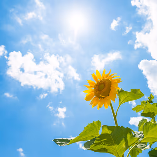 Untitled Collection #73630628