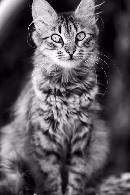 Item #95930744612989253264341458363878669706731092846429446161851758923481893306369 Media