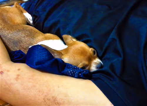 Item #15302775719274355672256911249162138837258661550744590229590932612983667294209 Media