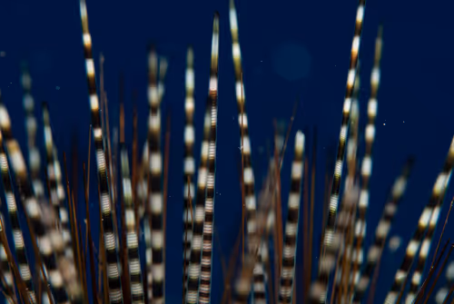 Item #67795505619931490141593079376400316859417509145610672143318596147813048909825 Media