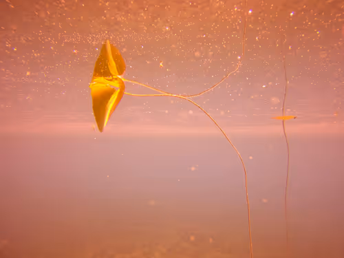 Item #115430421716330114127925714386191036467996783471008022249532804579237629526017 Media