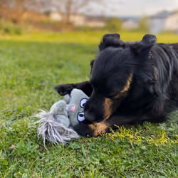 Moggi the happy dog #4
