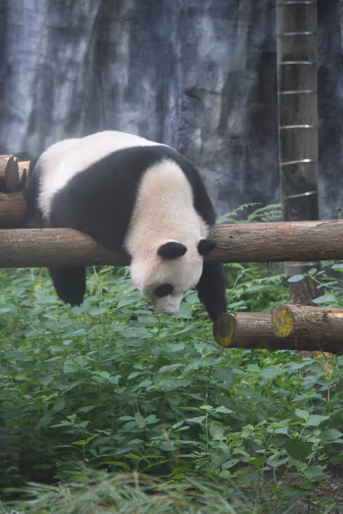 Item #114897420147735578996875144627115122561638223557948297077066948209124273291265 Media