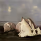 83569497416440772177987802715345462458447966283970935098857505130513426284545