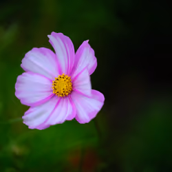 Flower #1