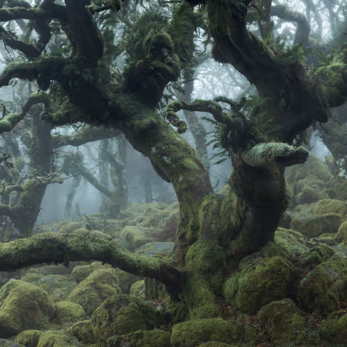 MYSTICAL XXIX (TANGLED)