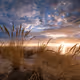 VLW Summer Grass