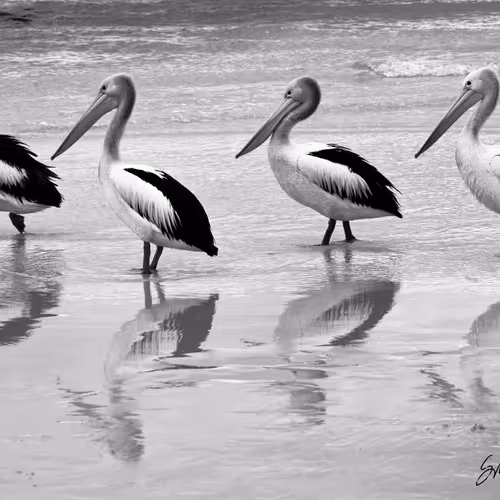 Coastlifephotography