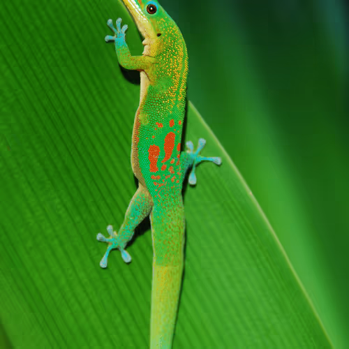Geckos in Paradise