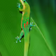 Geckos in Paradise