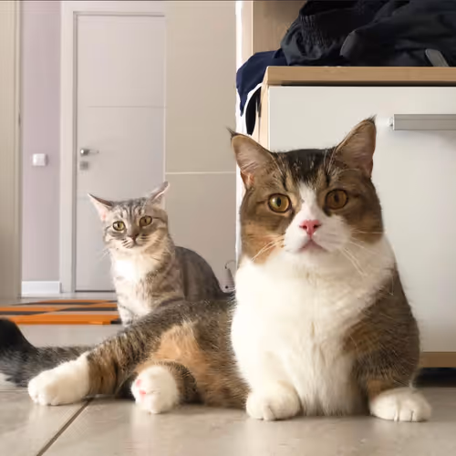 Item #506614017608188570824604822011872825915664813029036437365082862731619467265 Media