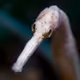 Straightstick pipefish