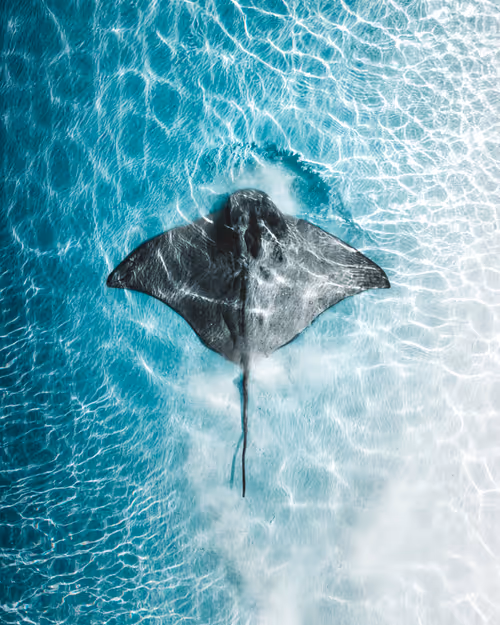 Item #83054766924673444604816267722836446190314772138657067753201581507917402603521 Media