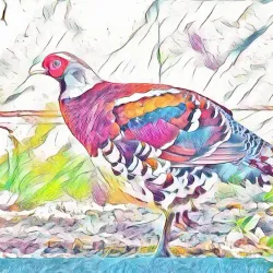 Elliot VI - Colorful