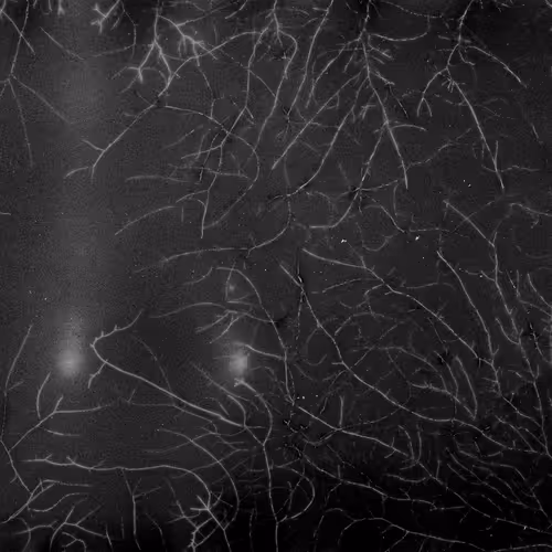 Lifeincelluloid