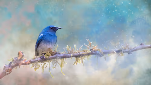 Item #20879904977050231781978559907445915739532146362246903749837269916107403165697 Media