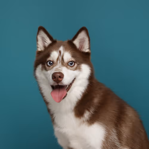 Pomsky_ReCom Collection