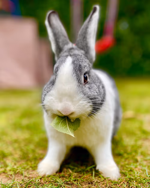 Item #32869077818189299338104486948782310907218303010195542765452093389107883933697 Media