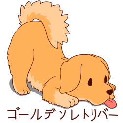 Golden retriever