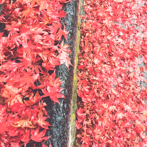 Autumn red passion