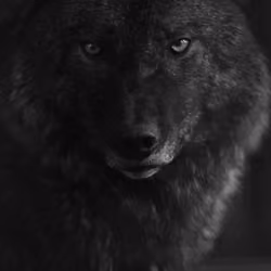 Run with the Wolves