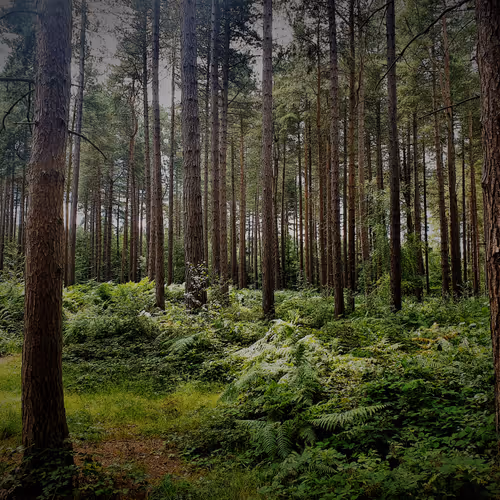 Through The Forest - YOTET