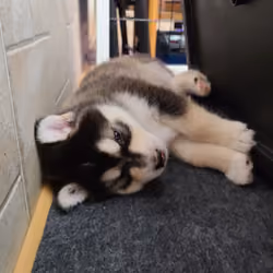 Malamutes Take a Different Perspective