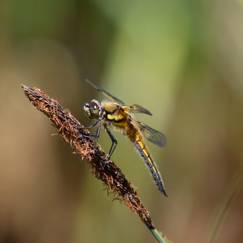 Dragonfly