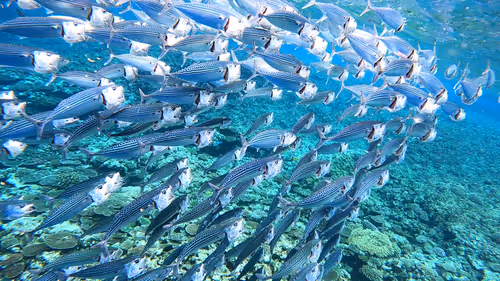 Item #93917210928009552265570427413341546020590352631026157694666951301059317858305 Media