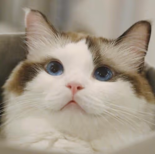 Item #506614017608188570824604822011872825915664813029036437365082842940410167297 Media