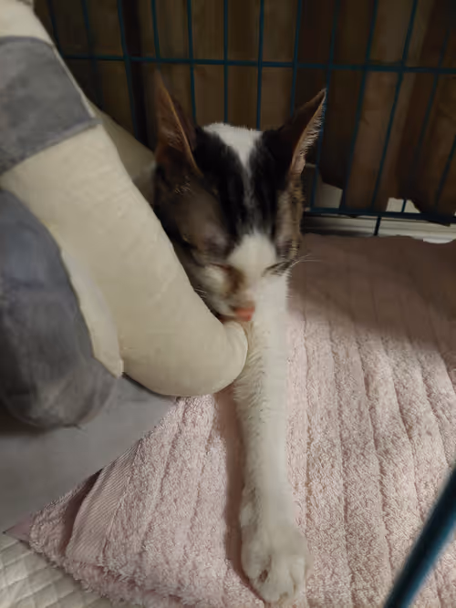 Item #99936926881834722245494880846447902772970396691943269501904837358285999833089 Media