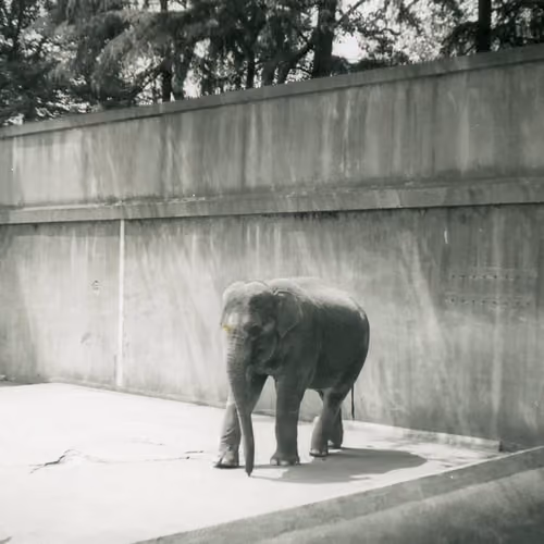 Vintage Photo Baby Elephant in Zoo Enclosure