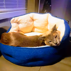 Sleepy boy