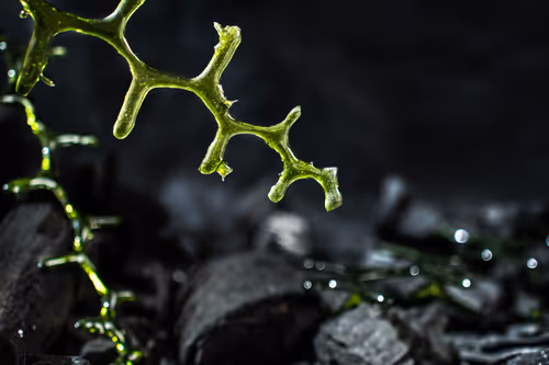 Item #13800958519219812391600490804879685410655097150635190822712511119598697840890 Media