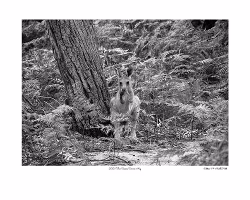 Item #24600310660482288606297797528155087939323639147399647196853483644638818467841 Media