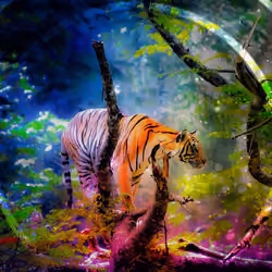 Jungle Cat