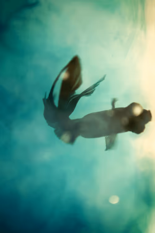 Item #101713277105975589639880448454091243544280285560533982294413790918883244245002 Media