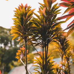Hawaii #38