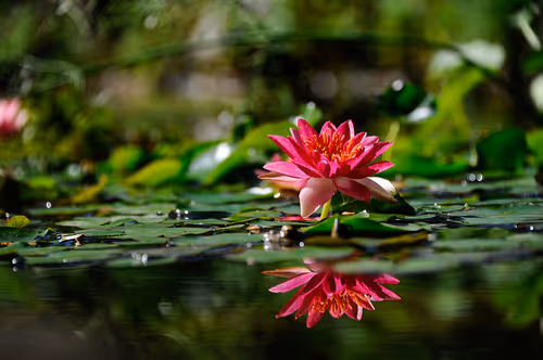 Item #44024487065254451978341284796523308956461514990321328857199441192603810267137 Media