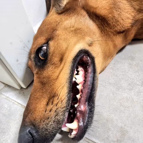 this_nft_bitch Collection