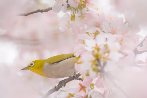 Item #15286439154353413258560728673590493507949724092509999987352070381289586294785 Media