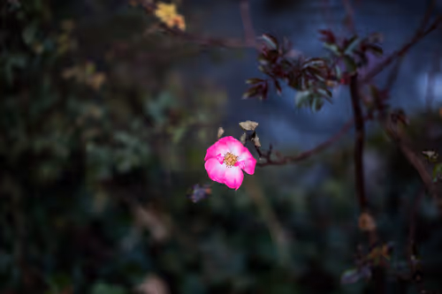 Item #88837150709499798352031986971363165703044907958800399059978422770002389106689 Media