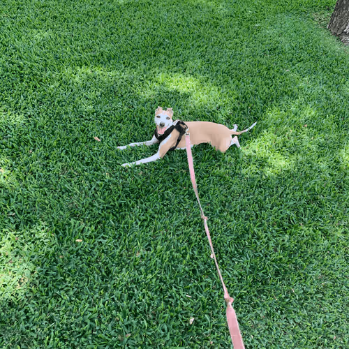 My Dog Hazel the Iggy V3