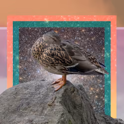 space duck | v2 (1 of 1)